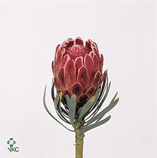 <h4>Protea Venus</h4>