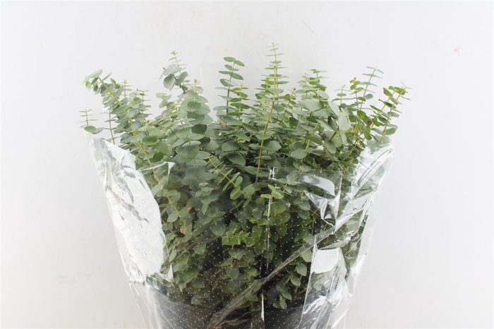 Euca Baby Blue Short 150 Gram