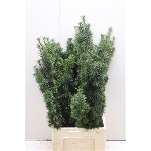 Taxus