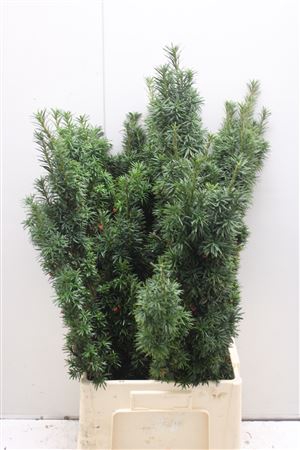 <h4>Taxus</h4>