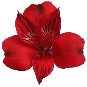 Alstr Red 70cm EC