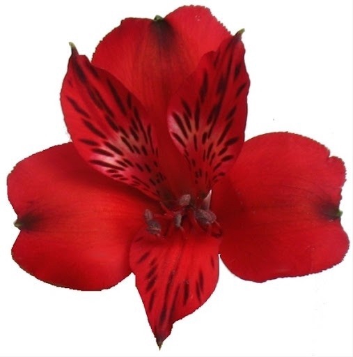 <h4>Alstr Red 70cm EC</h4>