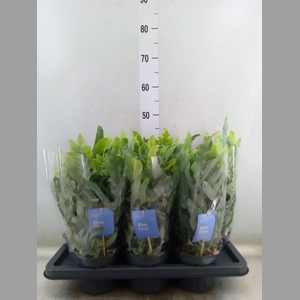 Phlebodium aureum 'Blue Star'