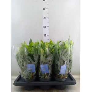 Phlebodium aureum 'Blue Star'