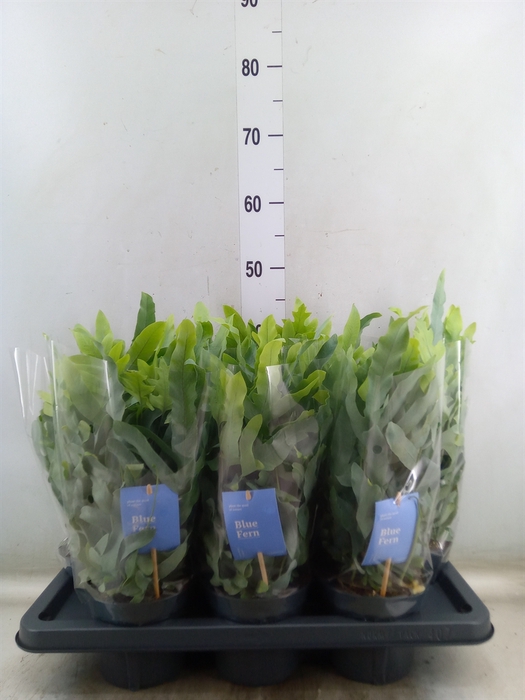 <h4>Phlebodium aureum 'Blue Star'</h4>