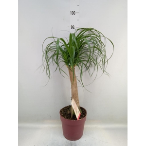 Beaucarnea recurvata
