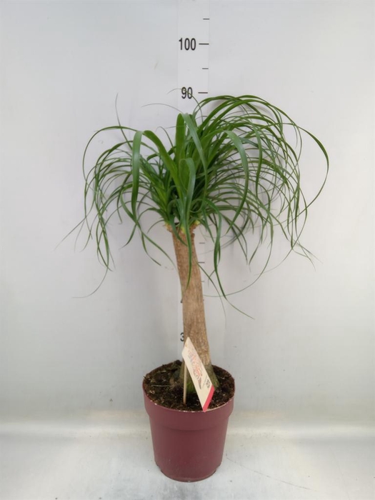 <h4>Beaucarnea recurvata</h4>