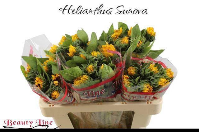 <h4>HELI SUNOVA</h4>