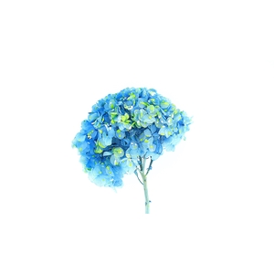Dried Bleached Hydrangea Anna Vibrant Mountain