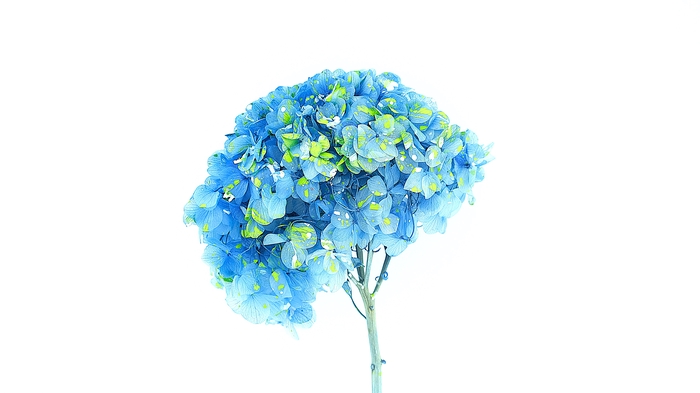 <h4>Dried Bleached Hydrangea Anna Vibrant Mountain</h4>