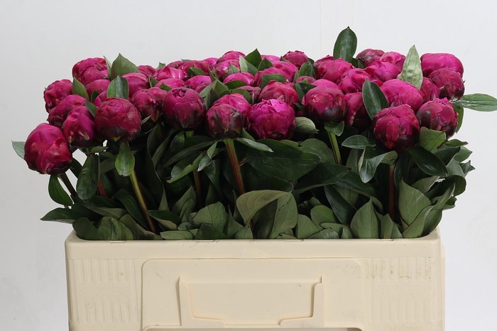 <h4>Paeonia Red Sarah</h4>