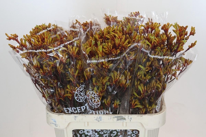 <h4>Anigozanthos Gold Fever</h4>