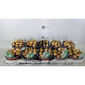 Muscari  'Magic White'