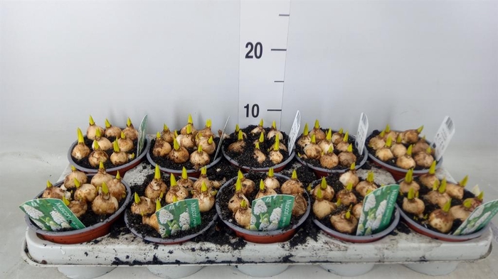 <h4>Muscari  'Magic White'</h4>