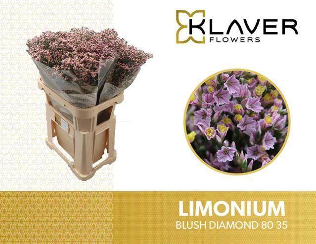 <h4>Limonium 'Blush Diamond'</h4>