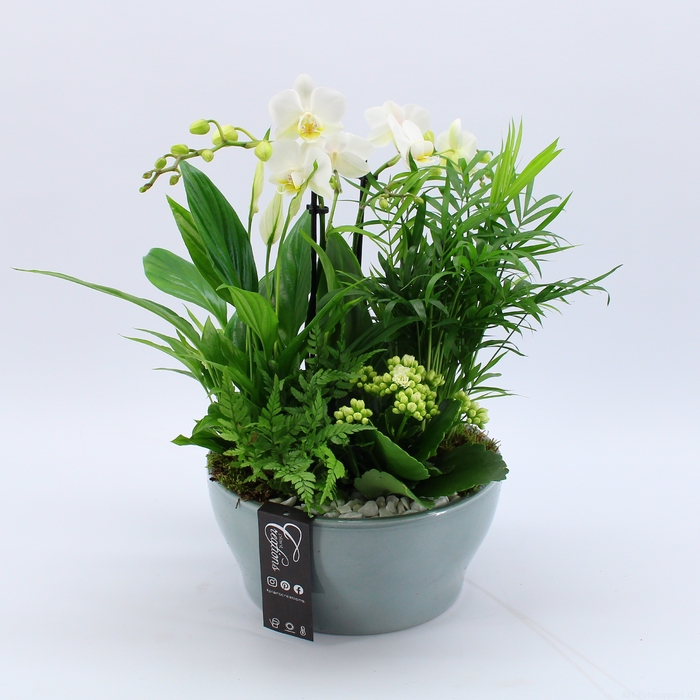 <h4>PHAL-2424W Phalaenopsis creatie</h4>