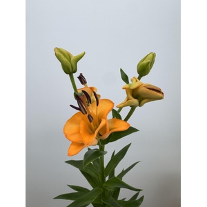 LI LA OV Orange Fudge FLEXLINE