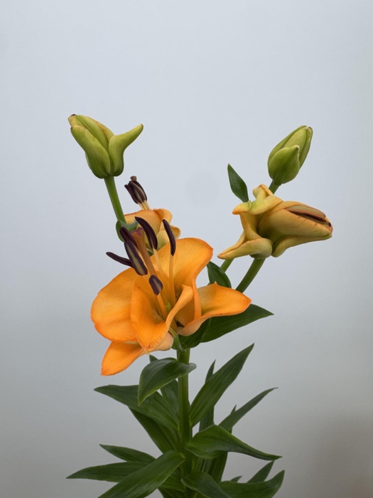 <h4>LI LA OV Orange Fudge FLEXLINE</h4>
