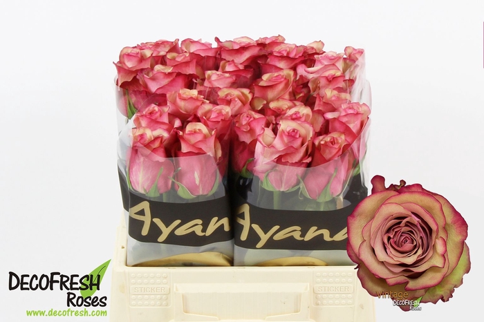 <h4>R Gr Vintage Extra Ayana</h4>