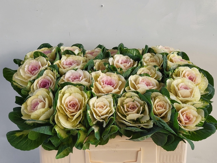 <h4>BRASS WHITE CRANE</h4>