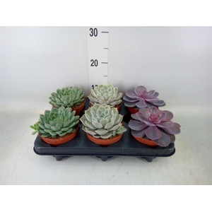Echeveria   ...mix