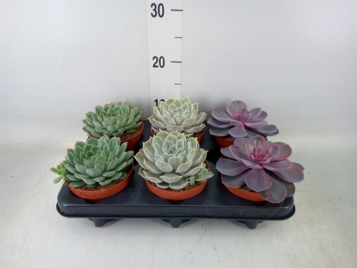 <h4>Echeveria   ...mix</h4>