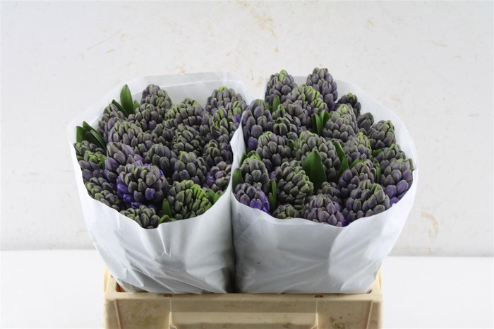 <h4>Hyac Minos Blue</h4>