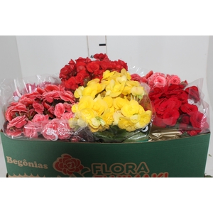 BEGONIA P15