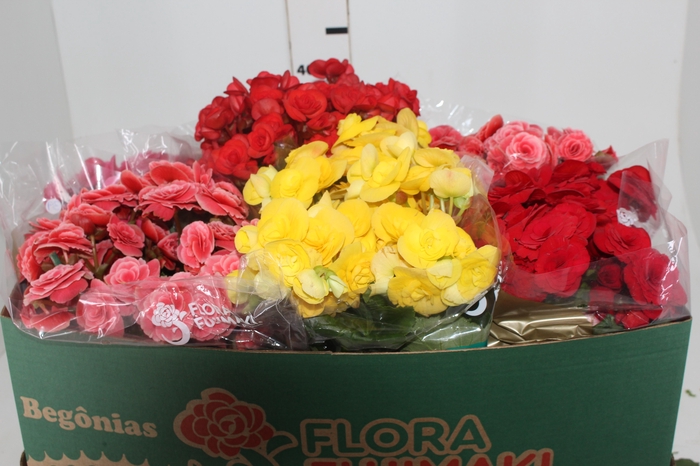 <h4>BEGONIA P15</h4>