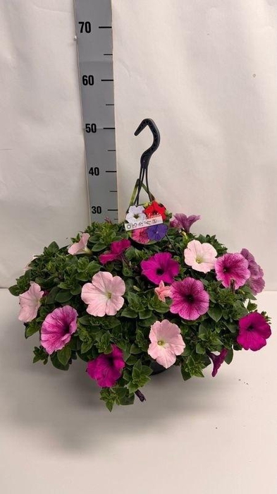 <h4>PET GEM IN POT</h4>