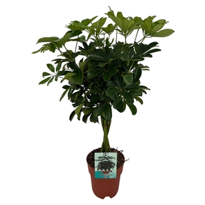 Schefflera Compacta gevlochten stam