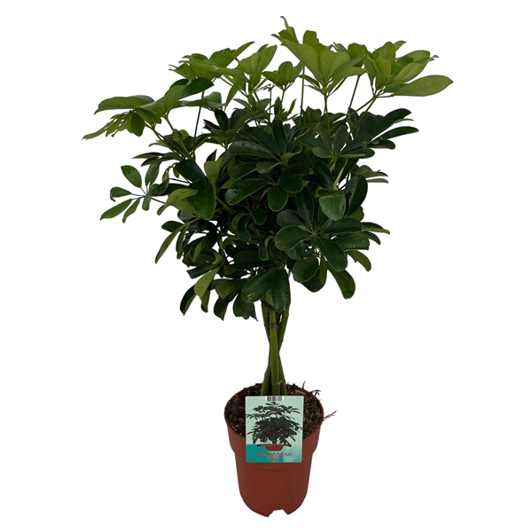 <h4>Schefflera Compacta gevlochten stam</h4>