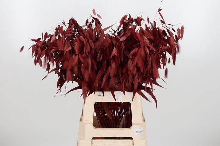 <h4>Chasmantium Kl Bh Bordeaux</h4>