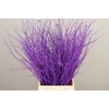 Betula paint dark lilac