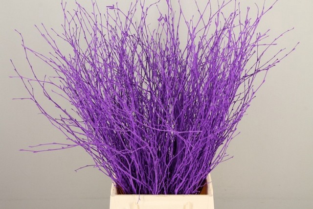 <h4>Betula paint dark lilac</h4>