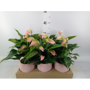 Anthurium   ...mix