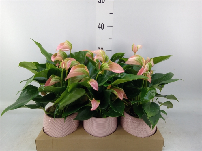 <h4>Anthurium   ...mix</h4>