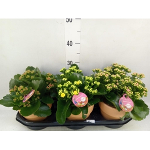 Kalanchoe blos. 'Gardenlina'  ..mix