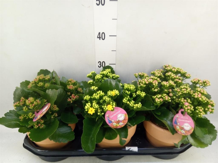 Kalanchoe blos. 'Gardenlina'  ..mix