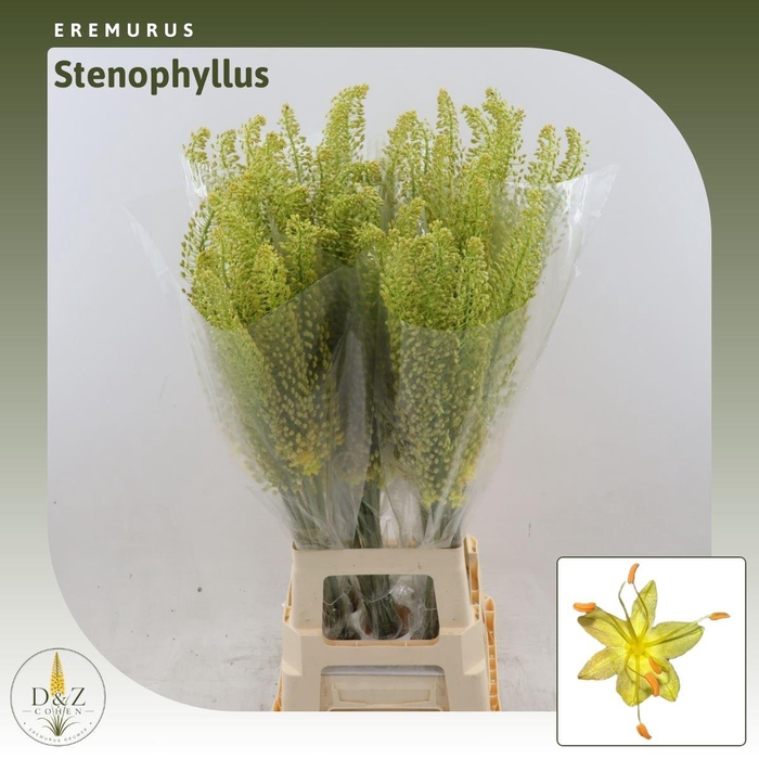 <h4>Eremurus stenophyllus</h4>