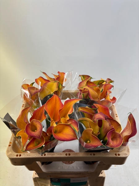 <h4>Calla Morning Sun Future</h4>