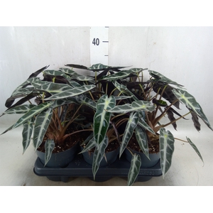 Alocasia  'Bambino Arrow'