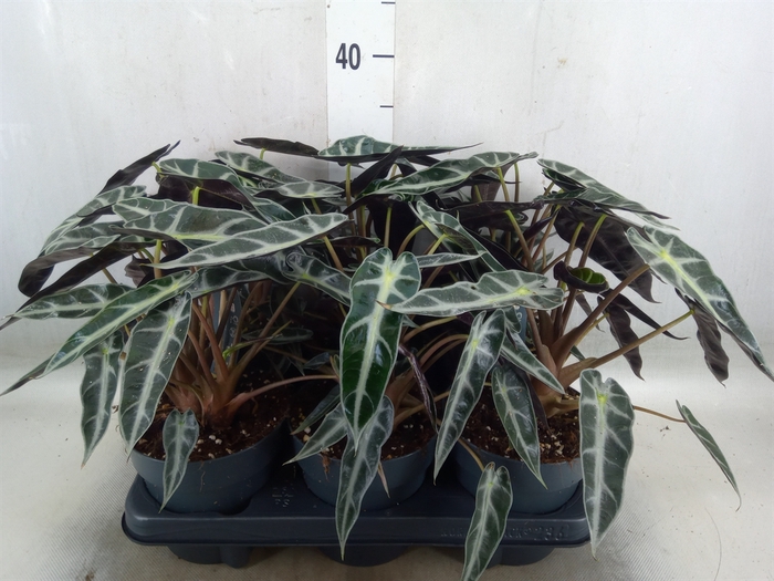 <h4>Alocasia  'Bambino Arrow'</h4>