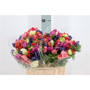 Anemone Levante Double Mix