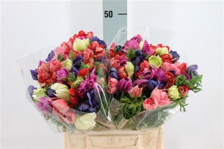 <h4>Anemone Levante Double Mix</h4>