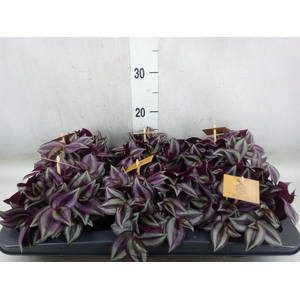 Tradescantia zebr. 'Purpusii'