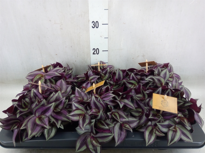 <h4>Tradescantia zebr. 'Purpusii'</h4>