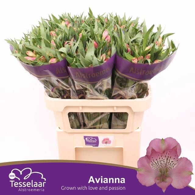 <h4>ALSTR AVIANNA</h4>