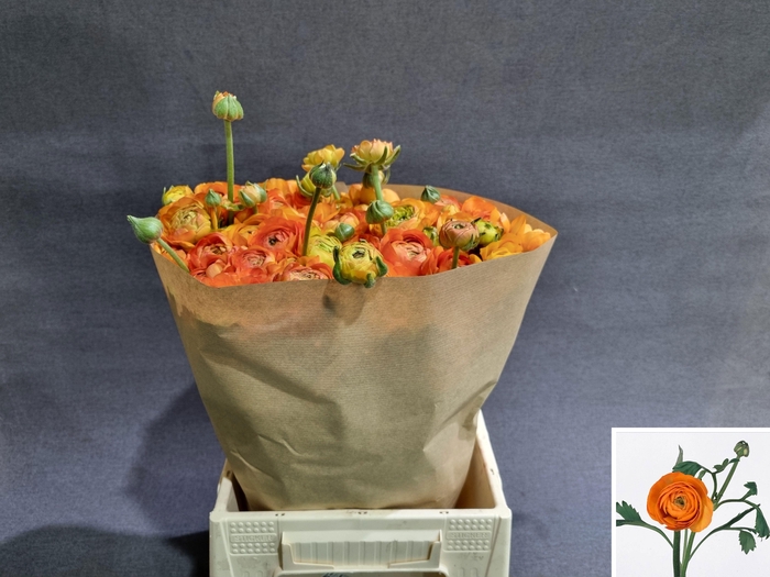 <h4>RAN AAZUR ORANGE</h4>