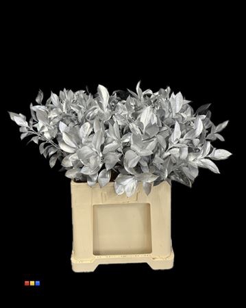 <h4>Ruscus Silver</h4>